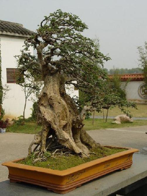 中国盆景展 武汉斩获2金7银