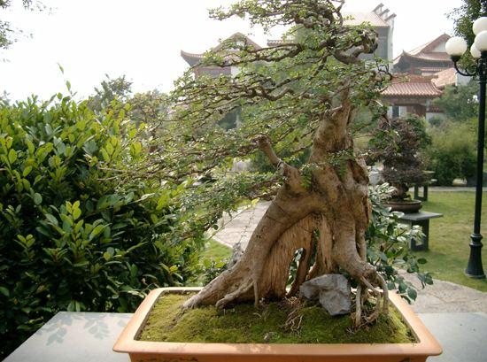 武汉：胶水粘成茶花盆景 &ldquo;移花接木&rdquo;被罚两百