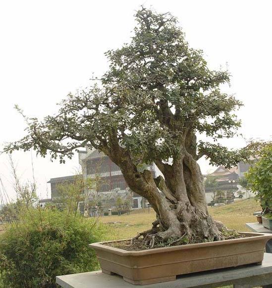 图文武汉有了盆景葬