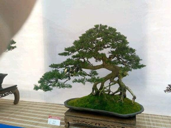 武汉团组织服务青少年“不做盆景做花园”