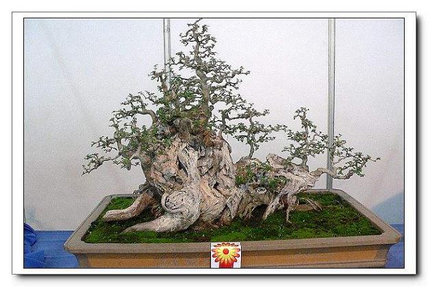 武汉植物园50余盆大型桃树盆景提前开(图)