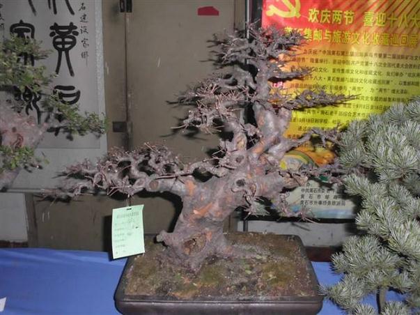 黄石市花木盆景协会成立