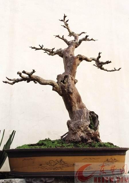 黄石老年人制作花木盆景迎奥运