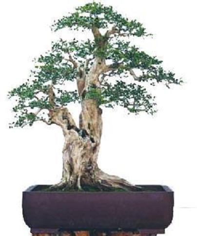 十堰绿堰盆景园林公司