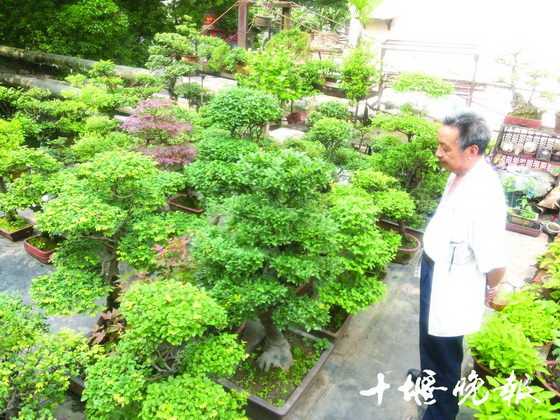 打造空中园林30年 十堰6旬老人玩盆景玩上了瘾