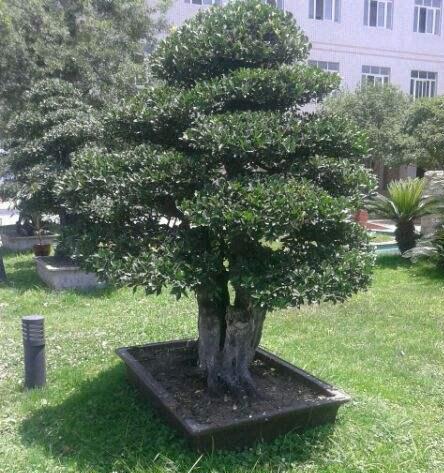 “小盆景”成十堰城区大风景