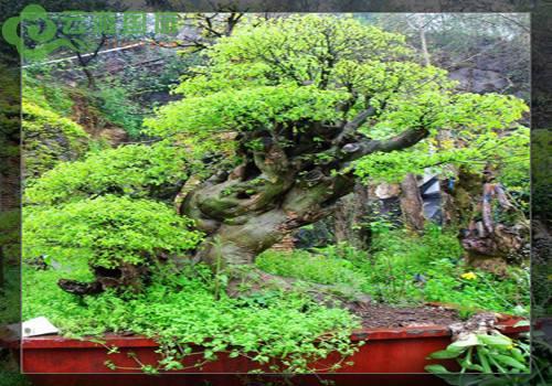 独特的宜昌盆景
