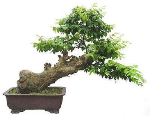 宜昌企业扶贫蔚然成风&mdash;&mdash;盆景变景区