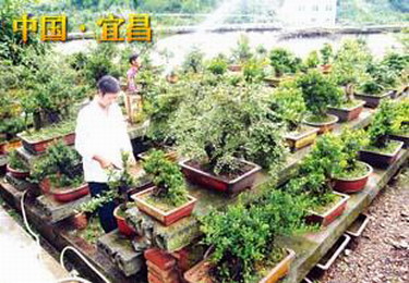 宜昌农民谭连香自筹资金建盆景园