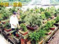 宜昌农民谭连香自筹资金建盆景园