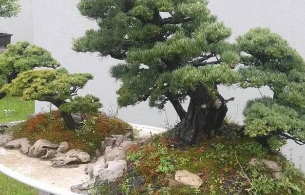 宜昌农民自建盆景园