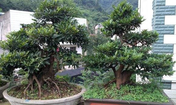 宜昌:市值百万元盆景积压 长阳农民寻销路筹治病费