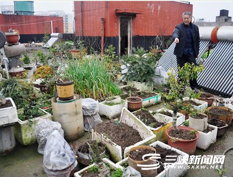 男子家中楼顶200多株盆景 “行家”偷走名贵30株