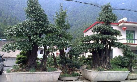 省农业厅考察“宜昌清江盆景园”