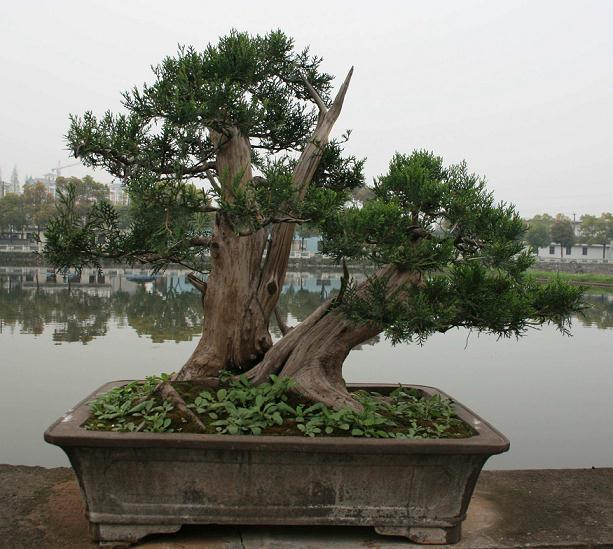 樊城首届&ldquo;花木盆景奇石展&rdquo;