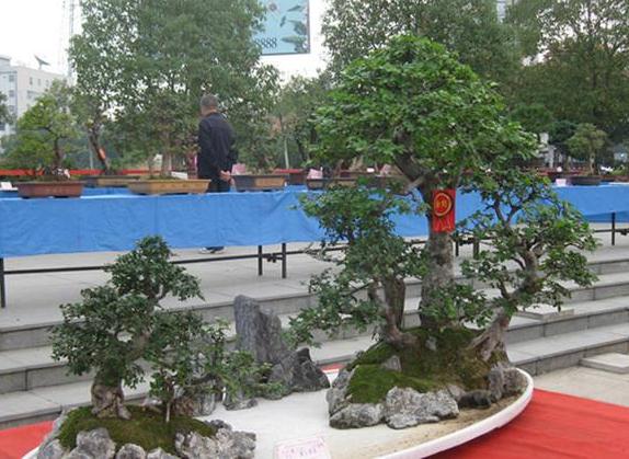 咸宁市举办盆景赏石根艺展