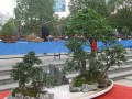 咸宁市举办盆景赏石根艺展
