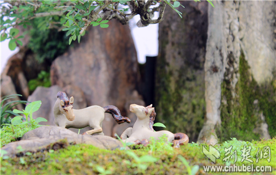 中三角第二届盆景赏石根艺展在咸宁举行(组图)