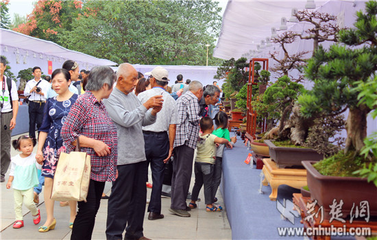 中三角第二届盆景、赏石、根艺展在咸宁举行(组图)