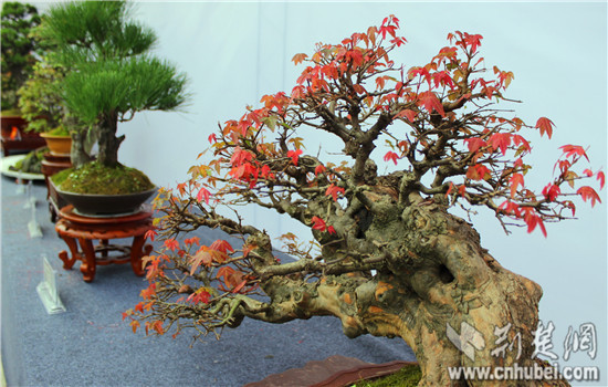 中三角第二届盆景赏石根艺展在咸宁举行(组图)
