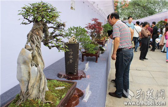 中三角第二届盆景赏石根艺展在咸宁举行(组图)