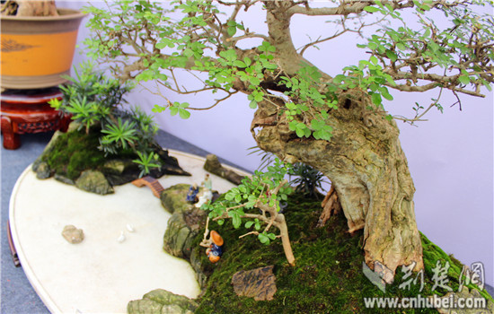 中三角第二届盆景赏石根艺展在咸宁举行(组图)