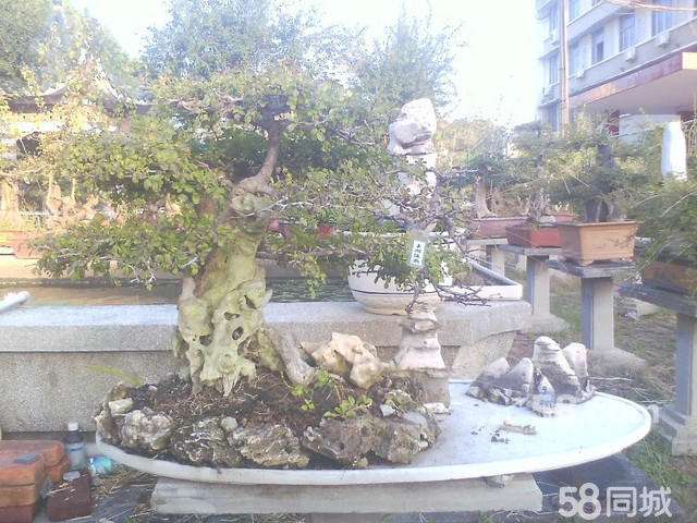 恩施自治州将举办州庆二十周年奇石盆景展览