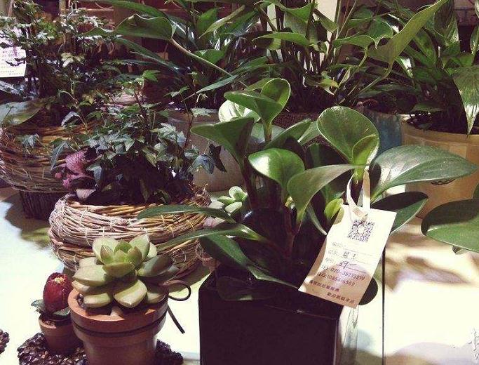 恩施野生盆景资源