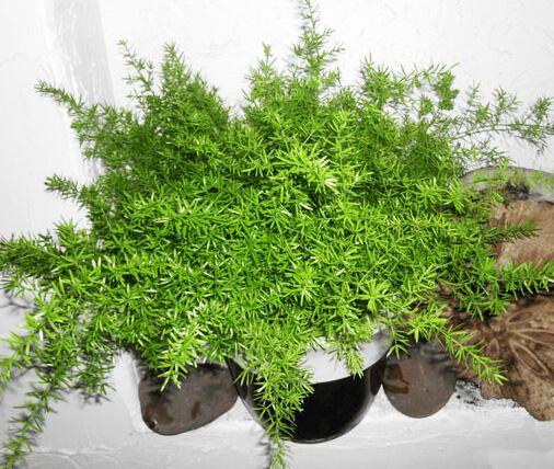 冯连生天门盆景展