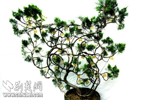 神农架一盆景酷似中国地图 花农拟献新中国60华诞