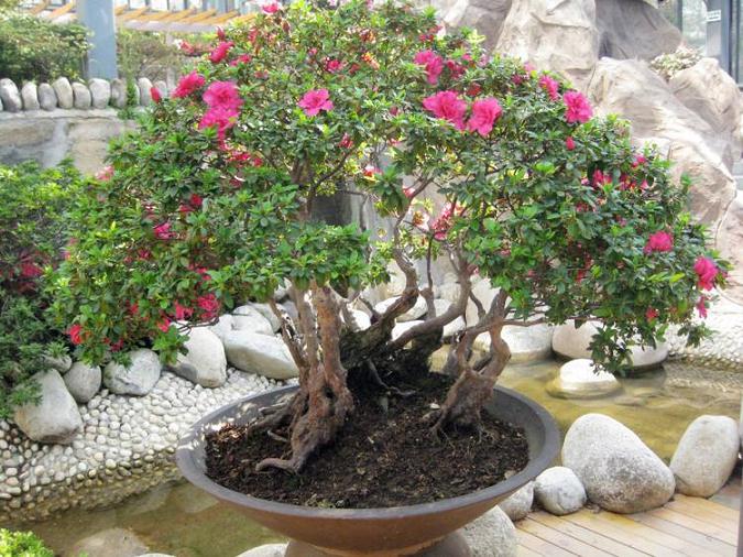 湖北长阳大力发展盆景苗木产业促进农民增收