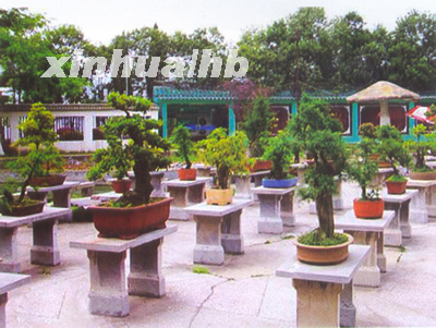 长阳高家堰盆景——中国园林艺术奇葩