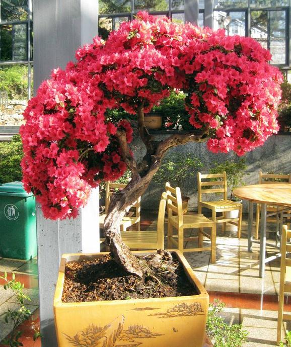 长阳农民500盆景急寻销路