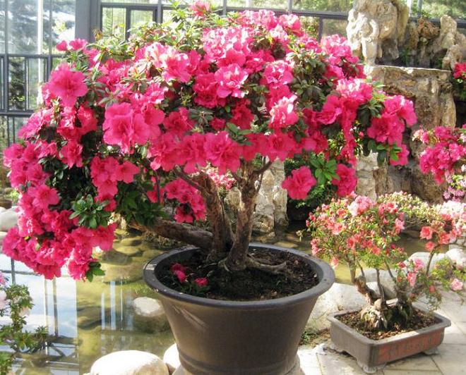 长阳清江盆景园通过专家组评审