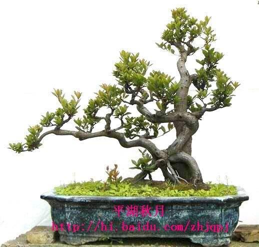 湖南日报:长沙花卉盆景闹新年