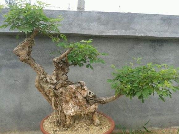 湖南：浏阳市第二届市民自助花卉盆景展本周末举行