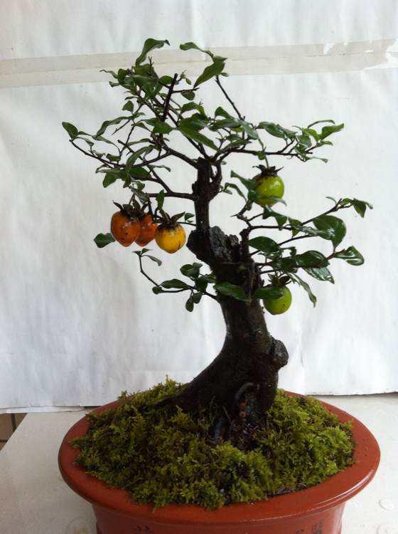 湖南：龙山花卉盆景年销售达千万元