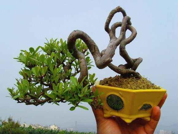 湖南:涟源市花卉盆景根艺展开幕