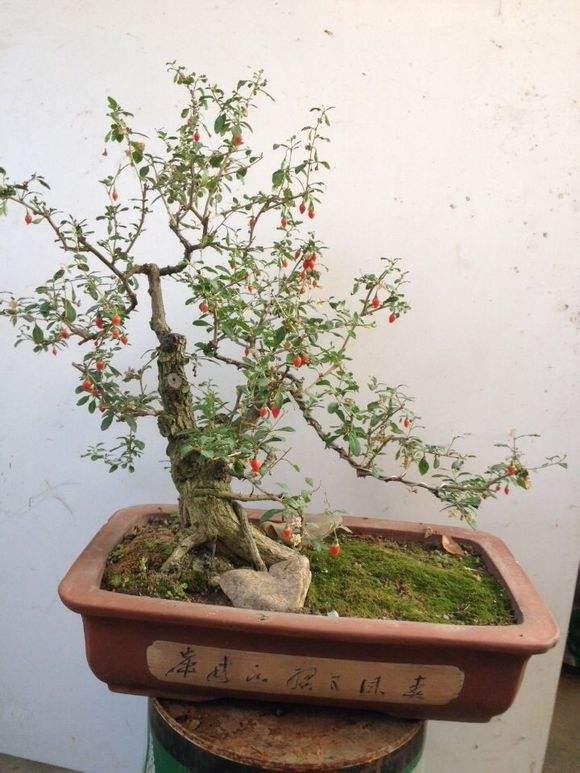 湖南:22万盆景观鲜花街头“离岗”将何去何从