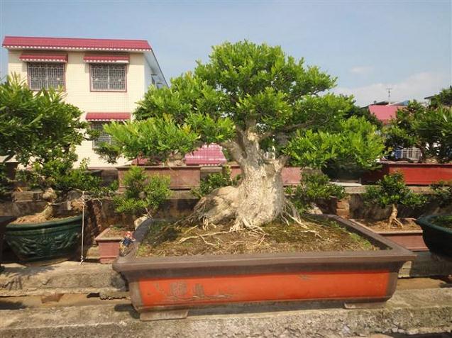 湖南：浏阳市花木盆景协会成立