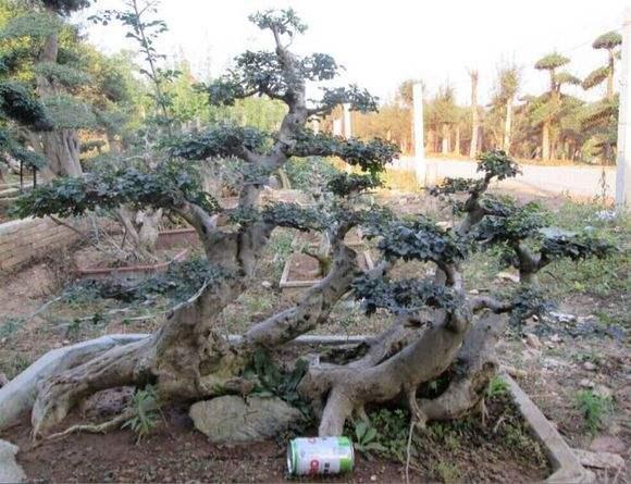 湖南截获53株日本邮寄盆景 查出两种有害生物[图]