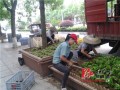 湖南辰溪县1万余株绿化盆景植物扮靓城市道路