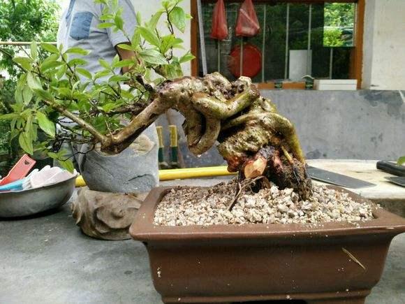 湖南湘潭:盆景玩家玩出了名堂把盆景做出湘潭特色