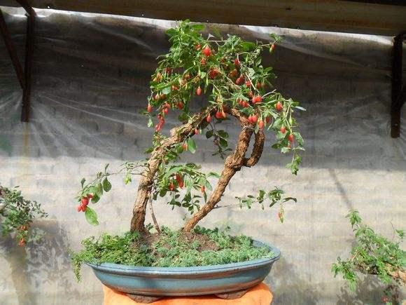 长沙农民造奥运盆景奖冠军