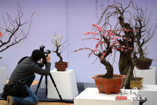 长沙首届精品梅花盆景展开幕赏百年树龄盆景