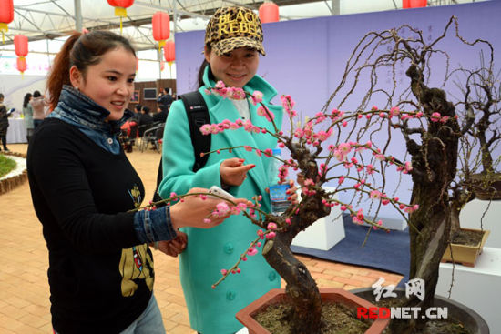 长沙首届精品梅花盆景展开幕赏百年树龄盆景