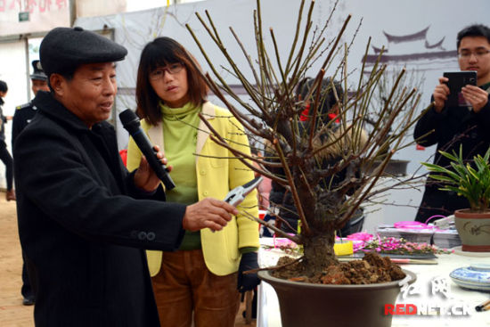 长沙首届精品梅花盆景展开幕赏百年树龄盆景