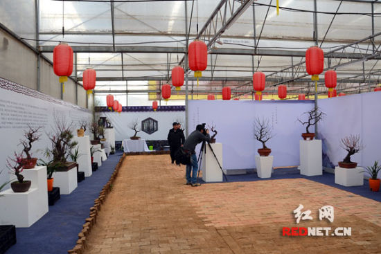 长沙首届精品梅花盆景展开幕赏百年树龄盆景