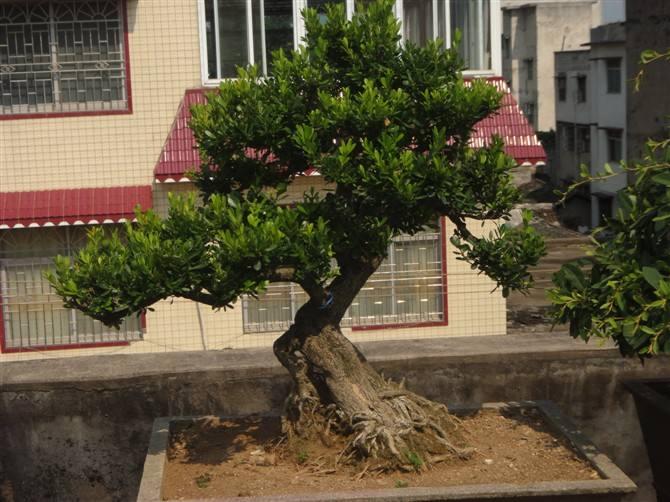 长沙市芙蓉中路浏城桥绿化盆景枯萎 此前已更换多次