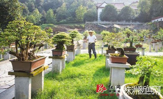 石峰公园盆景园内,让人赏心悦目的盆景。记者